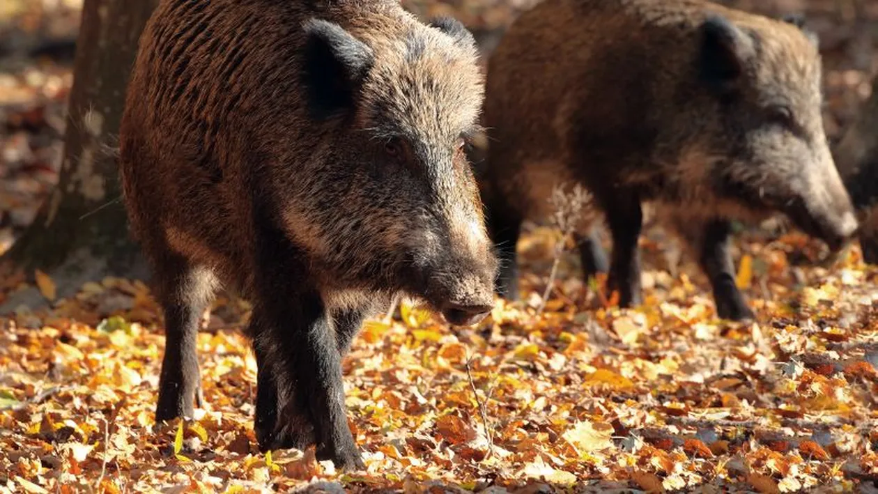 Un fermier din Arad a cerut împușcarea mistreților din cauza pestei porcine. Bărbatul a vorbit și cu Petre Daea