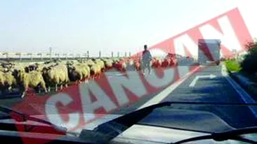 Sute de oi au pascut pe Autostrada Soarelui