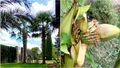 O grădină din Teleorman, plină cu palmieri, face furori pe internet. 