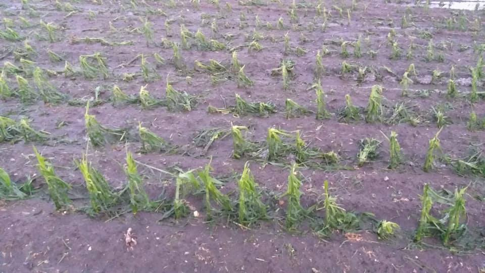 Culturile din 20 de localități doljene au fost distruse