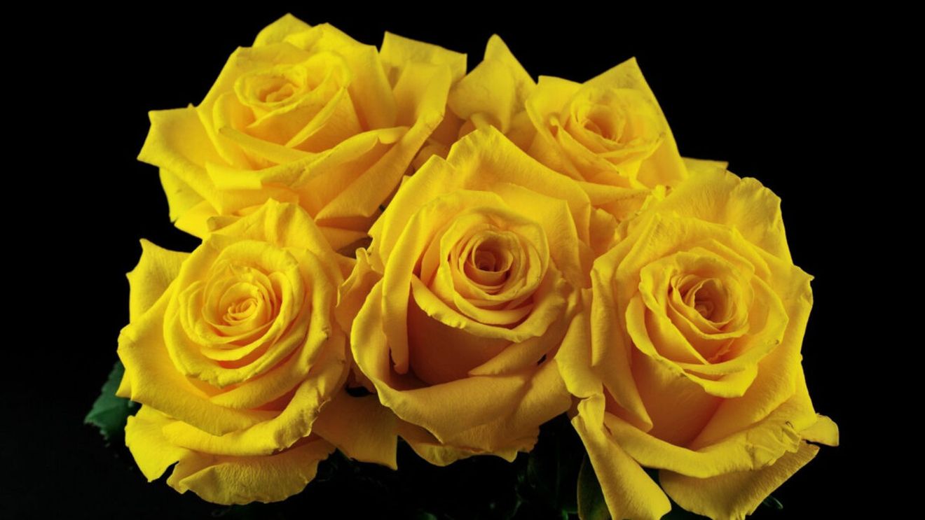 Care e semnificația trandafirilor galbeni, de fapt. Greșești când refuzi să îi faci cadou