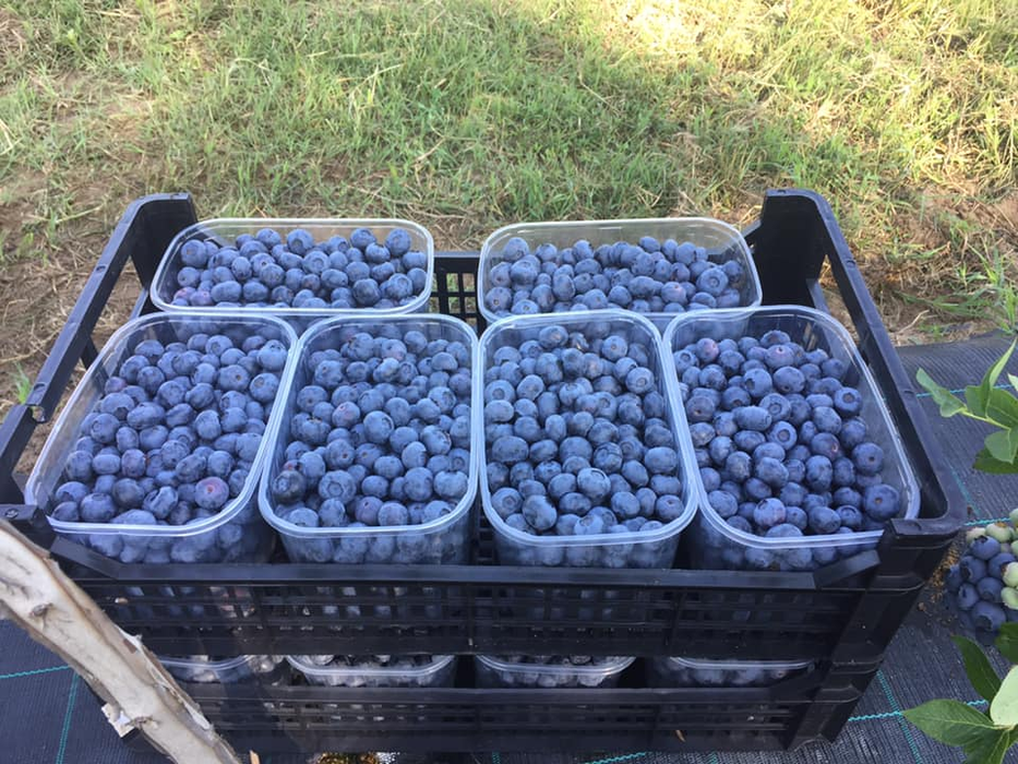 Afinele oltenești sunt gata de export în Germania