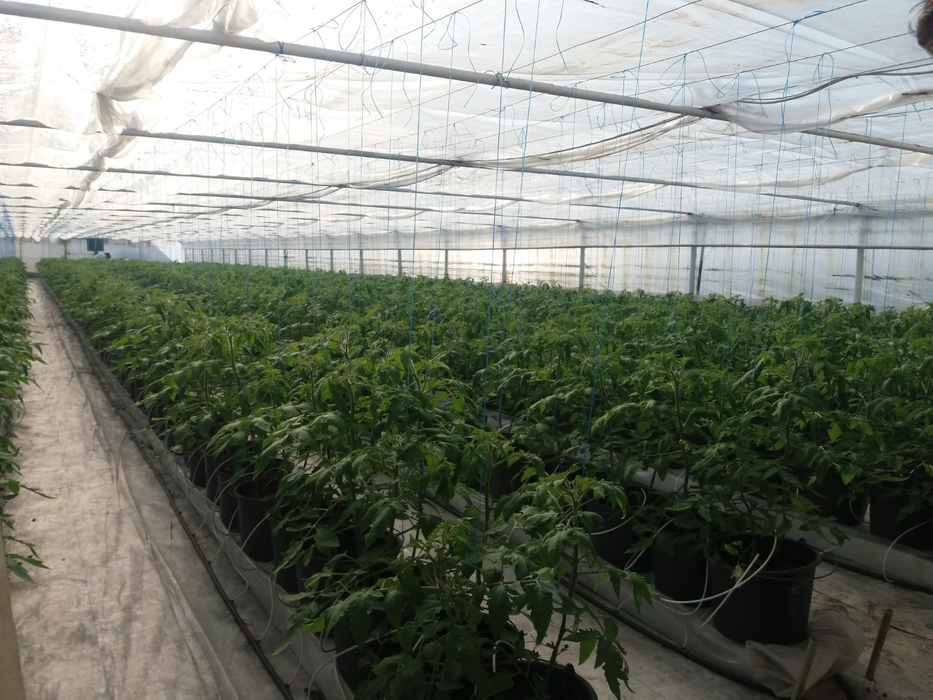 Cultivatorii se plâng că le-au crescut dramatic costurile, din cauza frigului