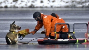 Emoţionant! Încercarea dramatică de a salva o caprioară de pe un lac îngheţat s-a terminat tragic! Află ce a păţit animalul!