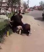 Scandal în Piatra Neamț. Bărbat fără mască de protecție, încătușat de polițiști în plină stradă