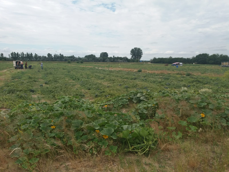 Cultivatorii din Dăbuleni au început recoltarea pepenilor cu o întârziere de trei săptămâni
