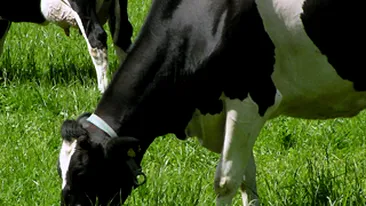 VIDEO Primarul unei comune din Gorj si-a tras trotuare pentru vaci in mijlocul campului! Vezi aici cum se simt vacutele si ce parere au satenii.