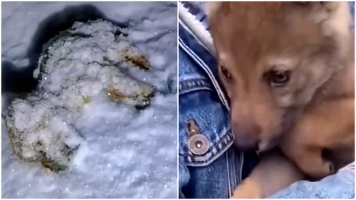 A luat în casă ceea ce credea că este un pui de câine fără ajutor, însă peste câteva luni a avut o surpriză uriașă