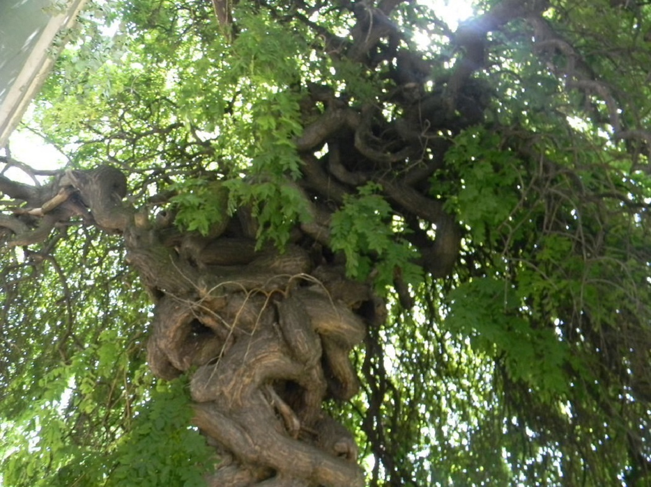 Copacul stârneşte curiozitatea trecătorilor