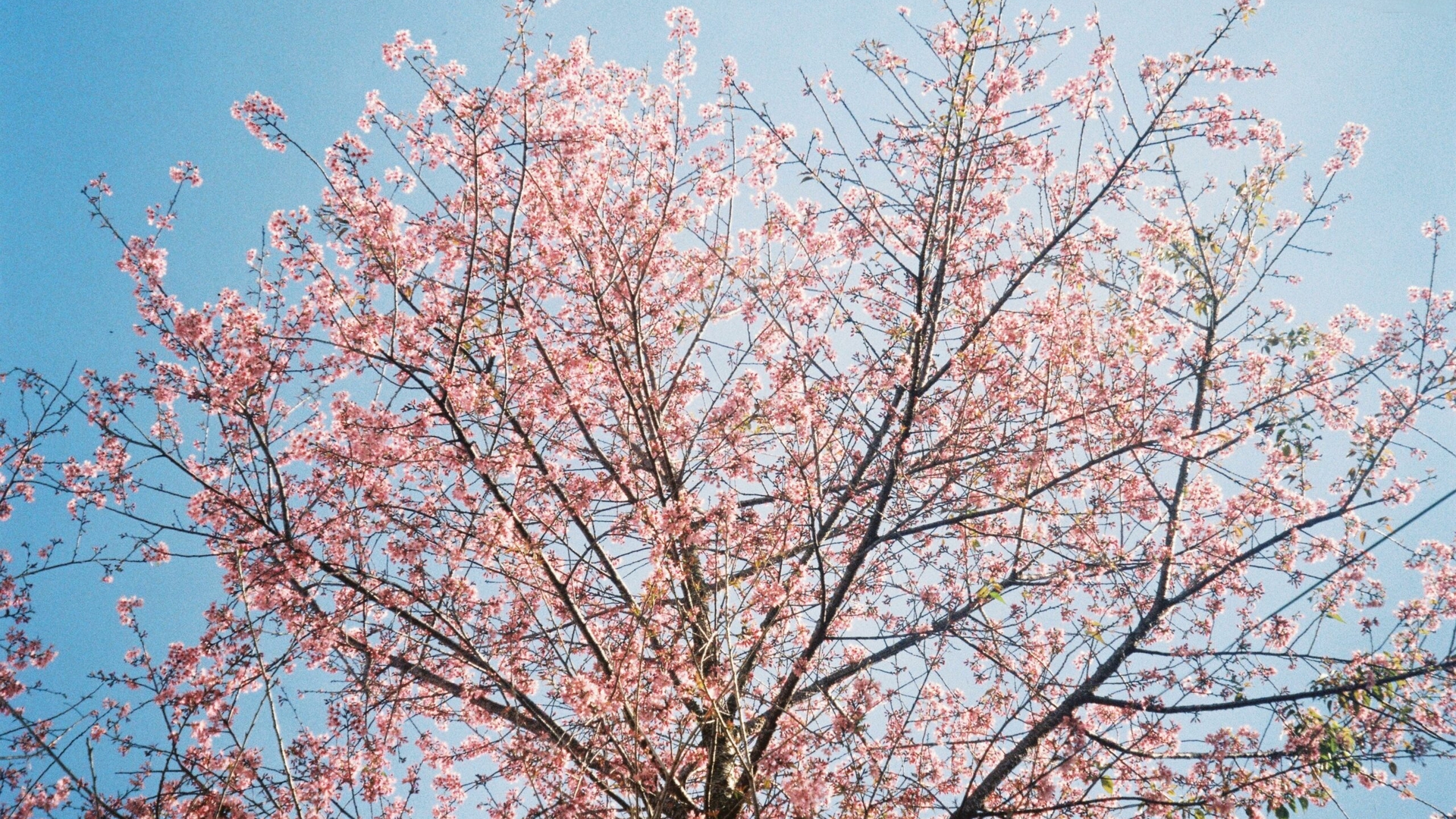 Prognoza meteo azi, 13 martie 2026. Primăvara se încălzește brusc în vestul României: temperaturile urcă până la 18 grade în Banat și Crișana
