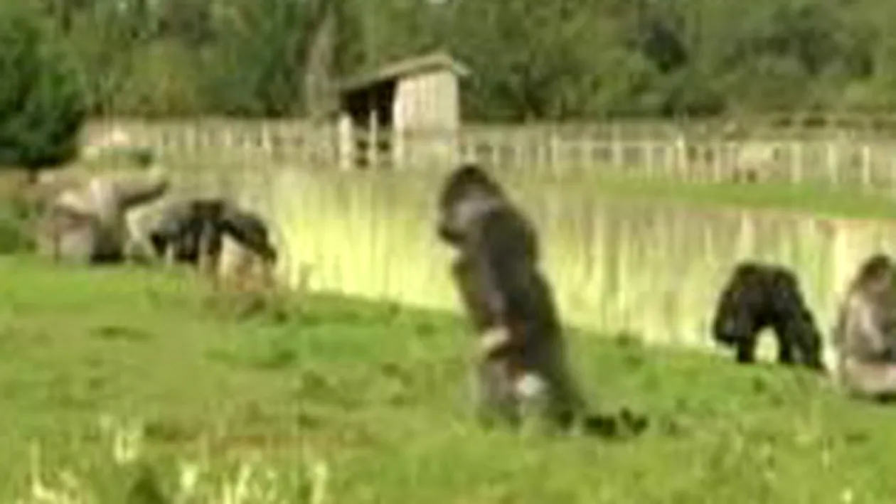 VIDEO O gorila se crede om in toata firea! Merge in doua picioare la  fel ca un barbat