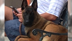 EMOŢIONANT! Un câine a înotat 10 kilometri şi a mers alţi 20 pentru a se întoarce la stăpânii săi