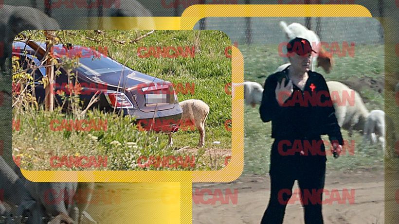 Imagini colosale cu Gigi Becali la stâna din Pipera. Și-a abandonat Rolls-ul de 500.000 € printre oi și…