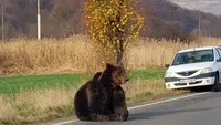 Ursul care a fost lăsat să agonizeze aproape o zi pe drum, în Harghita, a fost împușcat de vânători