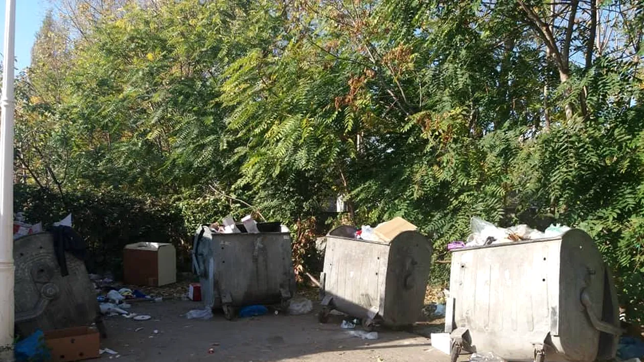 Este invazie de șobolani într-un cartier din Craiova. Directorul unui liceu a adus un câine să prindă rozătoarele