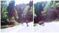 Dacia Sandero vs. cal galopant! Întâlnirea neaşteptată pe care au avut-o pe Transfăgărăşan. Momentul impactului e groaznic VIDEO