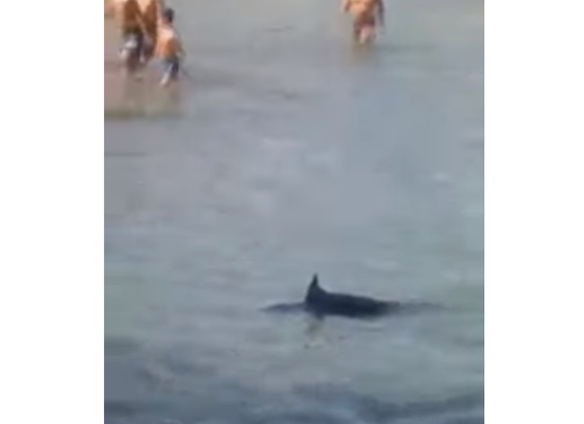 Scene revoltătoare pe o plajă cunoscută din Grecia. Mai mulți turişti au fost filmaţi în timp ce omorau un peşte-spadă cu pietre