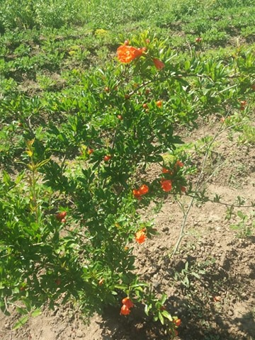 O olteancă și soțul ei neamț cultivă arbori exotici într-o comună vestită pentru legumele tradiționale