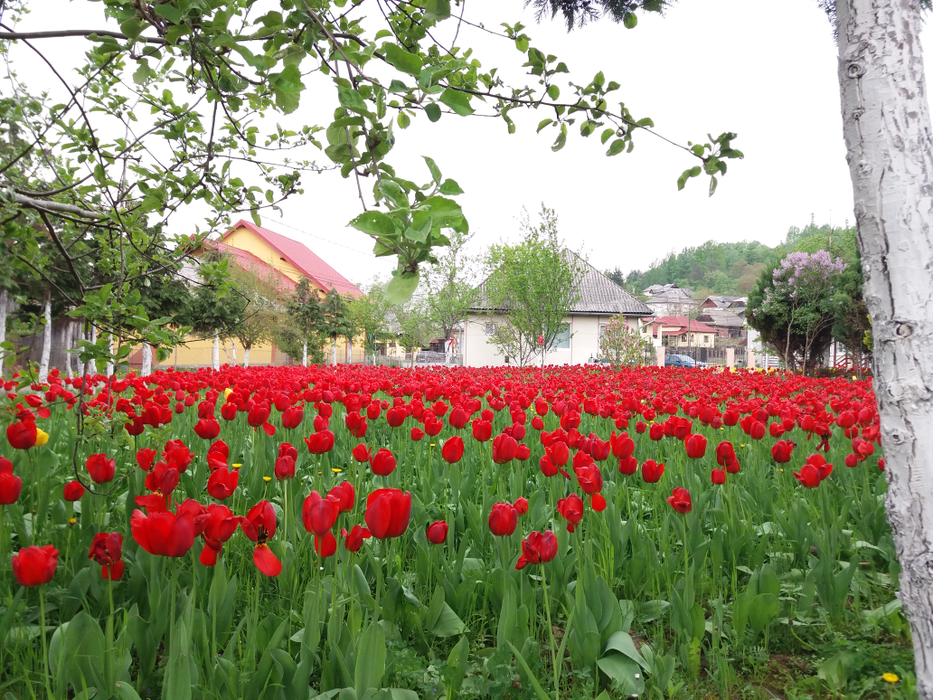 Măriuca se bucură de florile ei preferate și de oaspeții care vin să vadă "minunea" de la Chechiș
