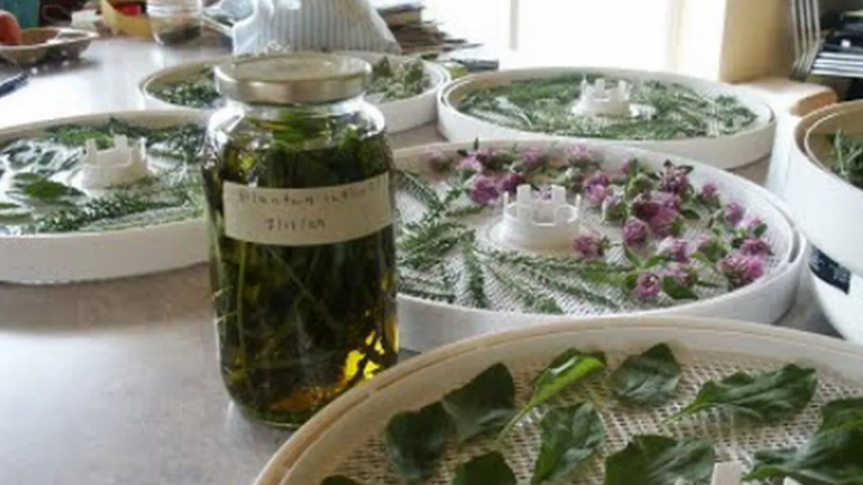 Ierburile secrete ale romanilor, de la potiunea vrajitoarelor la vracii populari! Amigdalele se trateaza cu floare de…