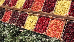 Patru români au ajuns la spital, după ce au mâncat cireșe. Ce au descoperit medicii