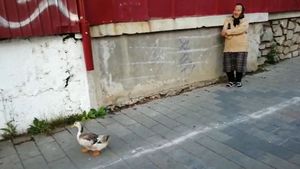 Fabulos! O bătrână din Botoșani a ieșit cu o rață la plimbare prin oraș. Cum a reușit să scape fără să fie amendată de polițiștii care au verificat-o