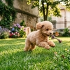 (P) De ce sunt tot mai populari câinii de companie de talie foarte mică