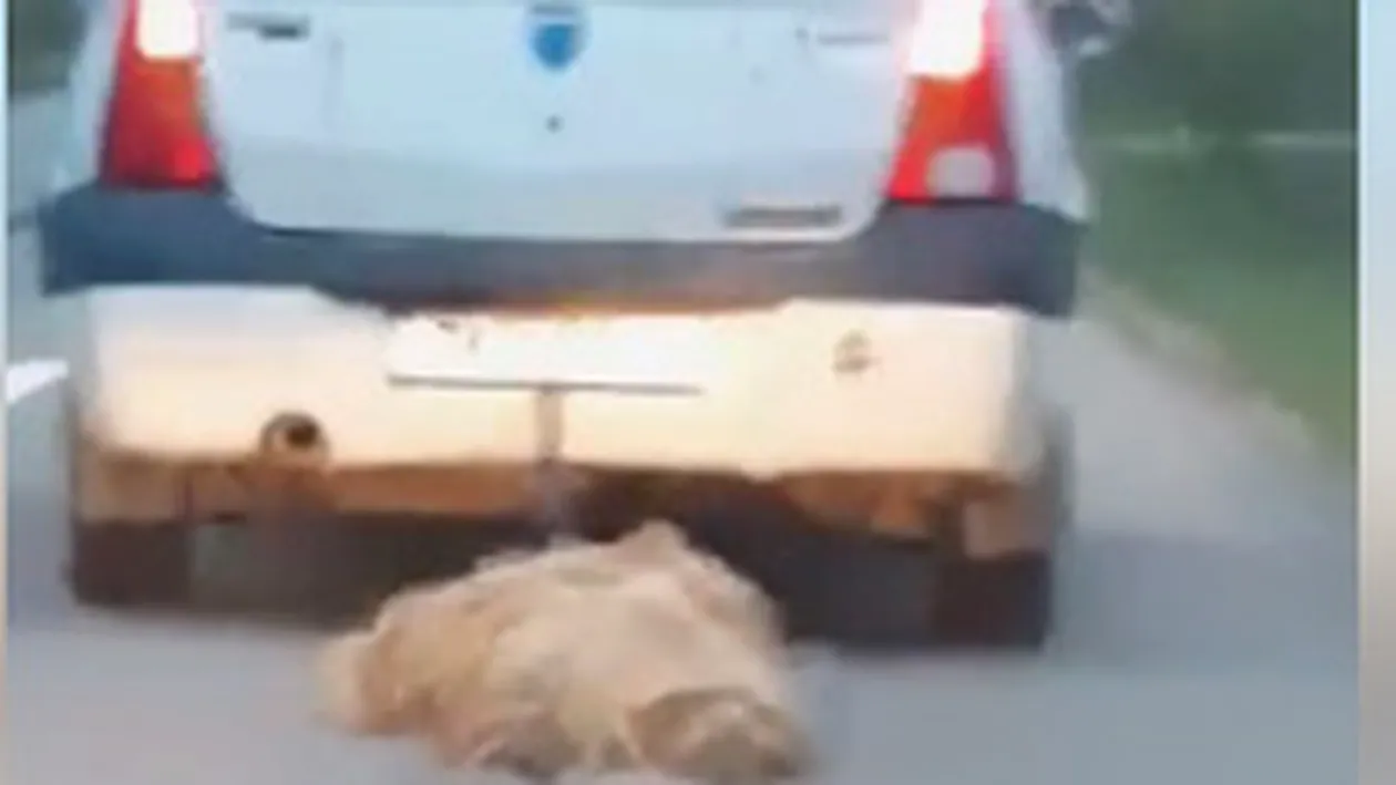 Cruzime de neimaginat! Un șofer din Timiș a fost filmat în timp ce târăște cu mașina o oaie