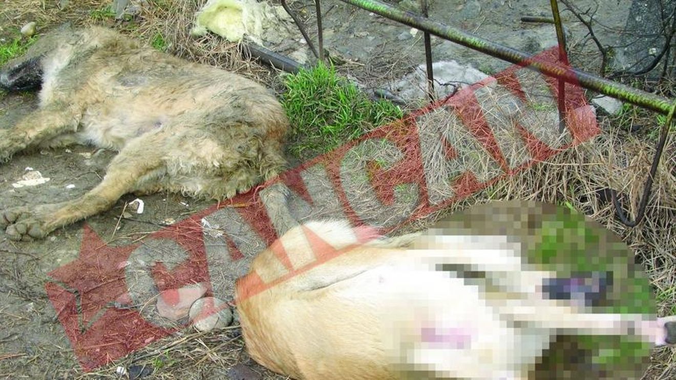 Politia cauta un ucigas in serie de maidanezi