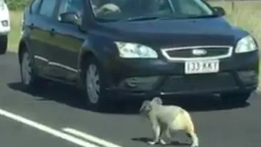 Motivul adorabil pentru traficul dificil din Australia? Un urs koala, desigur! 