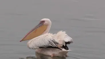Premieră! O familie de pelicani a apărut pe Jiu. „Pescarii să stea liniștiți”