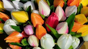 Un tânăr din Cluj i-a cumpărat iubitei sale 1001 lalele, de Ziua Femeii. Ireal cât a scos din buzunar pentru buchetul impresionant