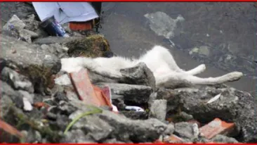 Un bărbat a murit în chinuri groaznice! Şi-a otrăvit câinii, iar apoi şi-a luat viaţa!