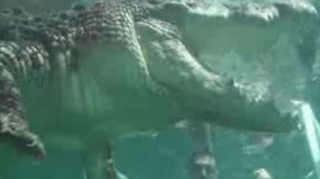 VIDEO Cea mai noua metoda de agrement! Stai intr-o cusca de plexiglas cu un crocodil nervos langa tine