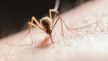 Trei cazuri de West Nile confirmate în România. Manifestările care pot anunța o problemă de sănătate