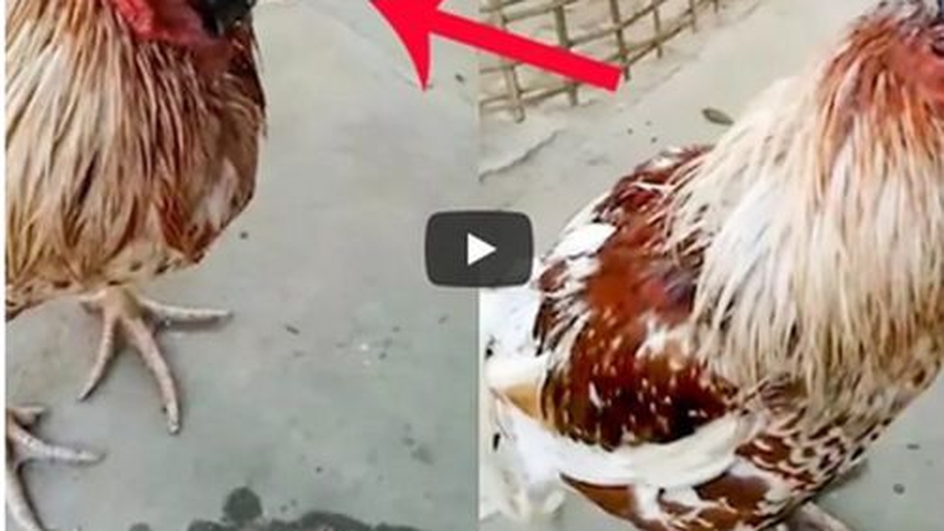 Gaina care traieste fara cap! Pasarea nu mai are craniu, dar e vie de o saptamana. Cum de nu moare