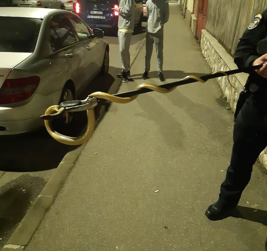A crezut că nu vede bine! Ce a găsit un bărbat din Mehedinți în compartimentul motor al unei mașini, seara trecută. A sunat imediat la 112