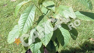 Livada din balcon: Secretul de cultivare al unor pomisori cu fructe delicioase