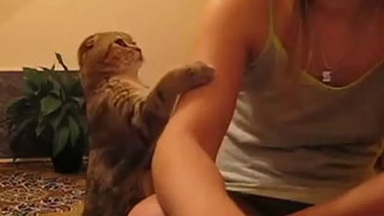 VIDEO Nu ai cum sa nu o iubesti! Pisica asta cerseste atentia stapanei care se joaca la calculator in cel mai adorabil mod! Da-i share!