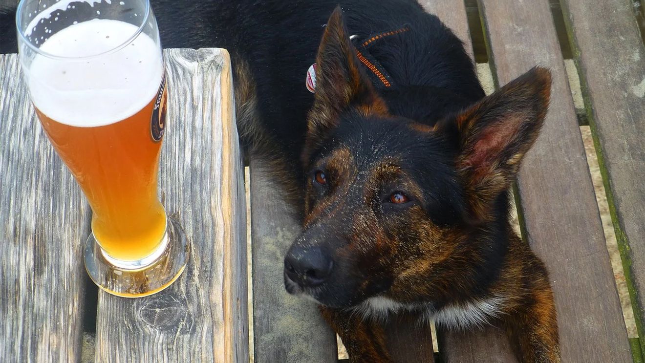 Puțini stăpâni știu acest lucru. Ce se întâmplă, de fapt, dacă un câine bea alcool