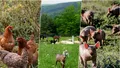 Animalul pentru care primești 100 de lei de la stat dacă îl crești. Are o carne sănătoasă, e crescut în cantități mari în România, dar cea mai mare parte merge la export, un singur kilogram are un preț foarte bun