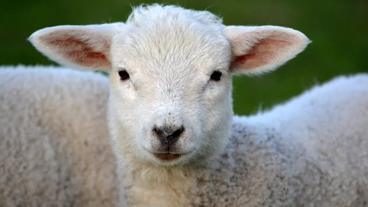 Cât a ajuns să coste un kilogram de miel cu o săptămână înainte de Paște. Prețul este foarte mare