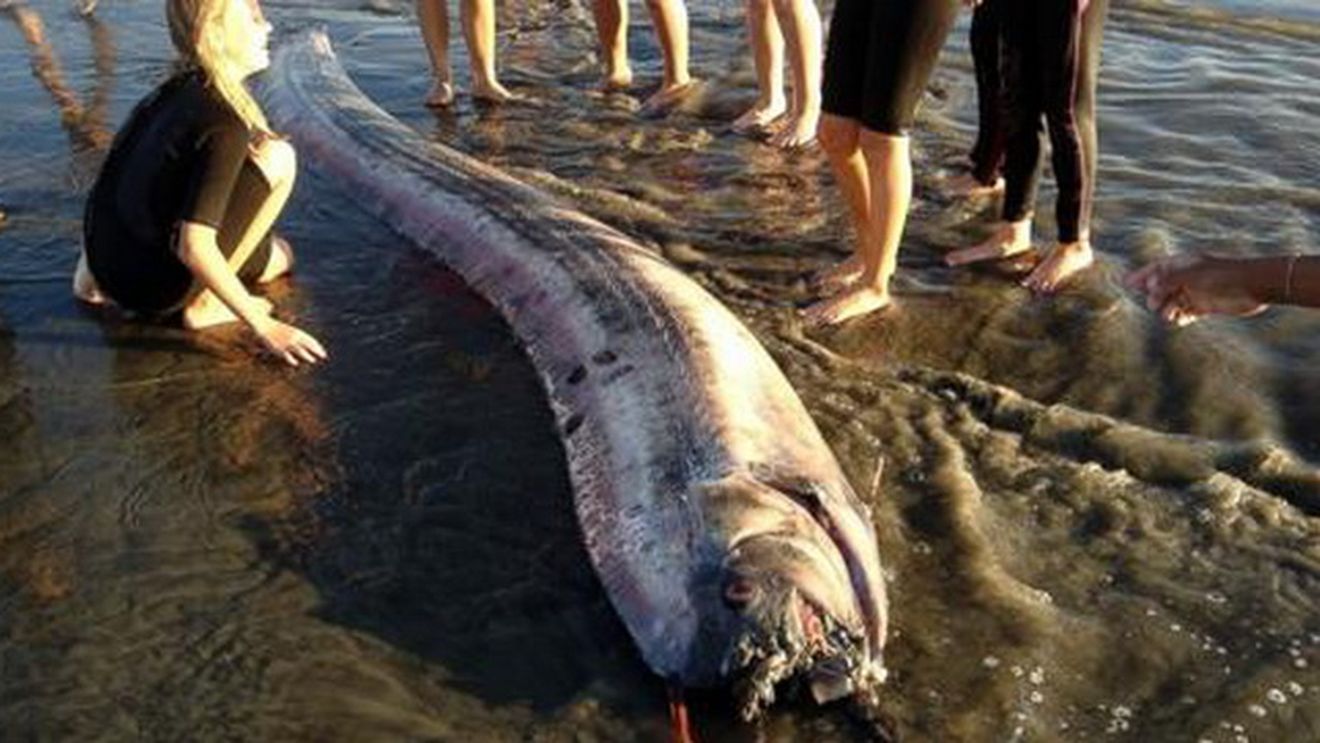 "E URIASA si monstruoasa"! Creatura descoperita in apele Pacificului a ingrozit toata plaja