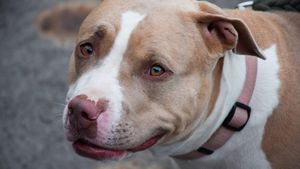 Amendă de 500 de lei pentru românii care dețin câini la curte. Greșelile care aduc poliția la poartă