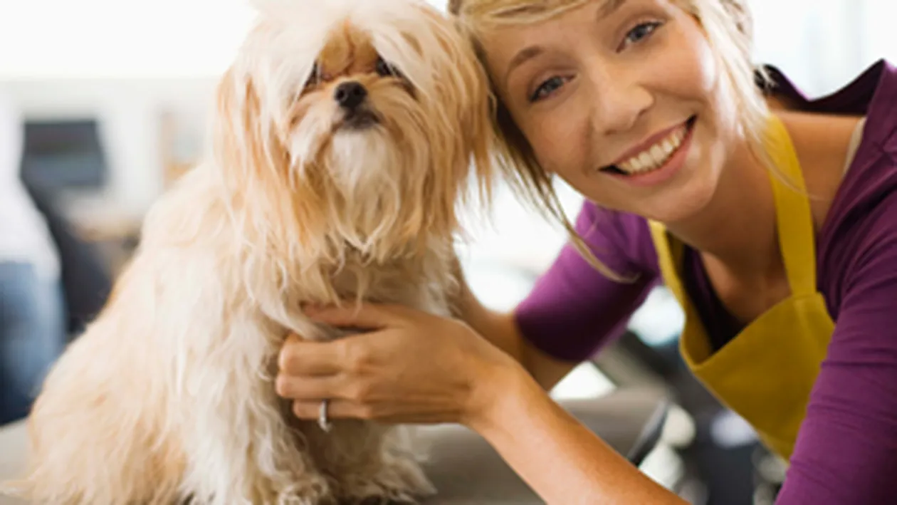 Cainii de talie mica, mai importanti pentru stapani decat prietenii