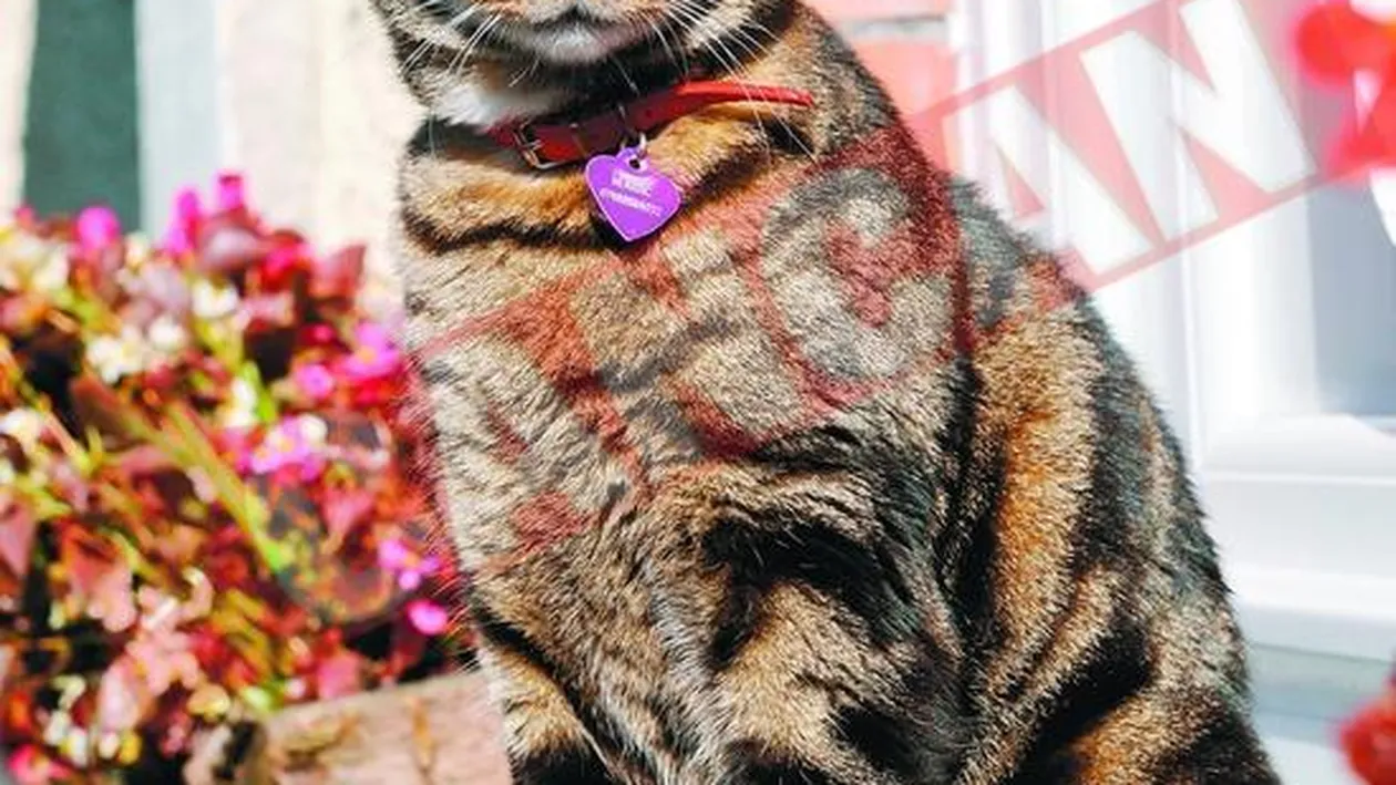 O pisica are boala pe postasi