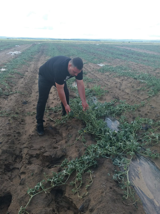 Cultura de pepeni de la Dăbuleni, distrusă de grindină. Fermierii cer ajutorul Guvernului