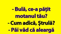 BANC | Bulă, ce-a pățit motanul tău?