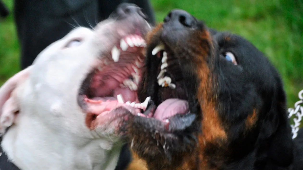 Nu numai oamenii ajung la dentist! Vezi ce a facut acest stapan cainelui!
