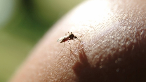 Virusul tropical CHIKV a ajuns în Europa. Specialiștii trag un semnal de alarmă și avertizează populația